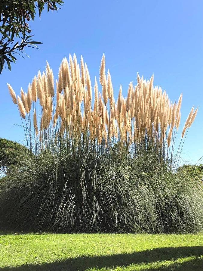 Paradisiaques, Boccacabana, *