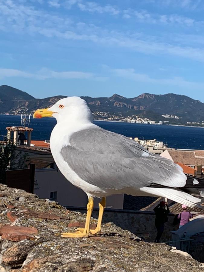 Close To Congress Palace, Croisette, Beaches * Cannes