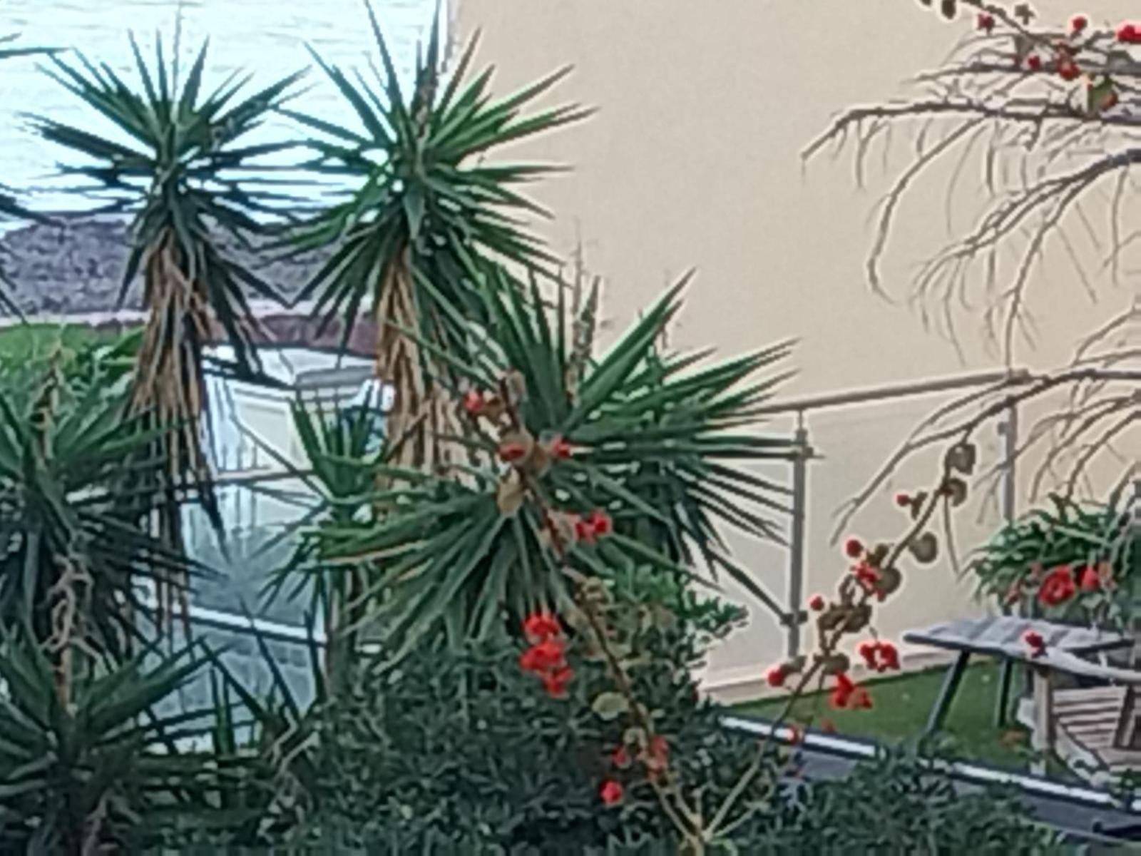 Palm La Brise *
