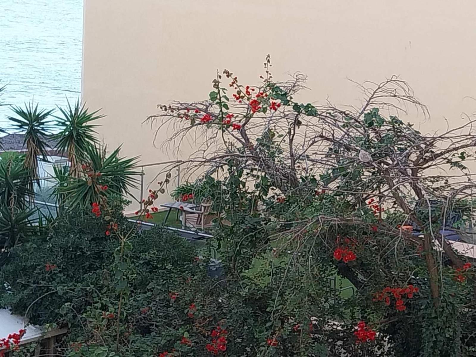 Apartment Palm La Brise