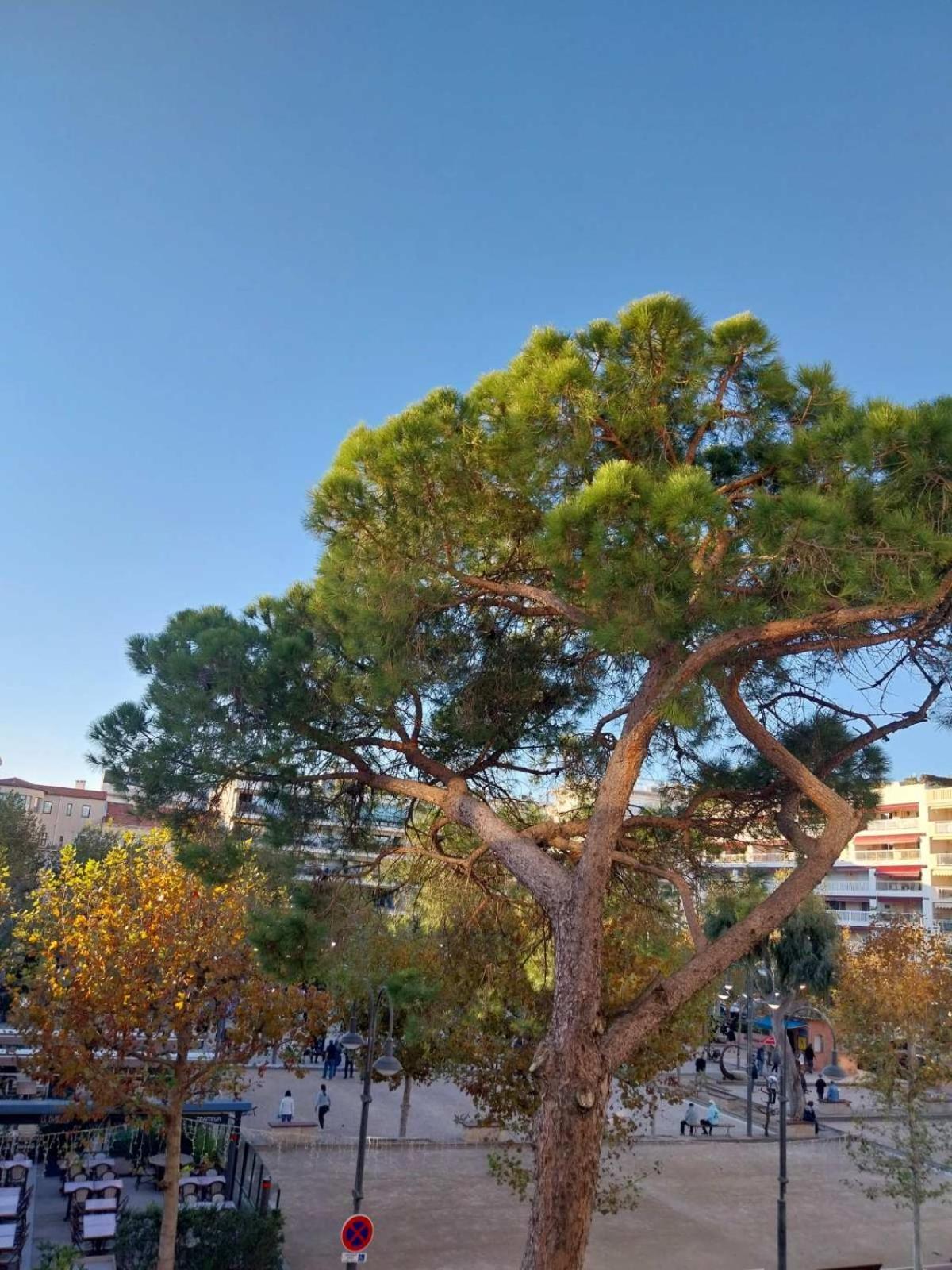 Palm La Brise Apartment Cannes
