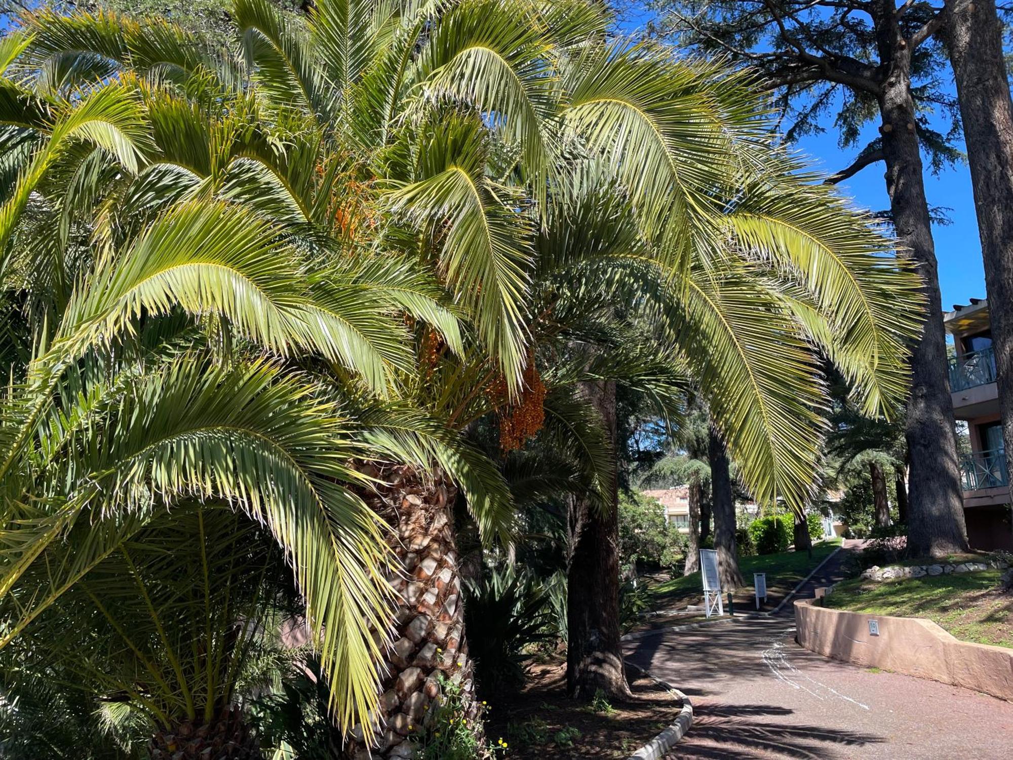 Apartment Duplex Piscine Vue Wifi Parking Clim Cannes