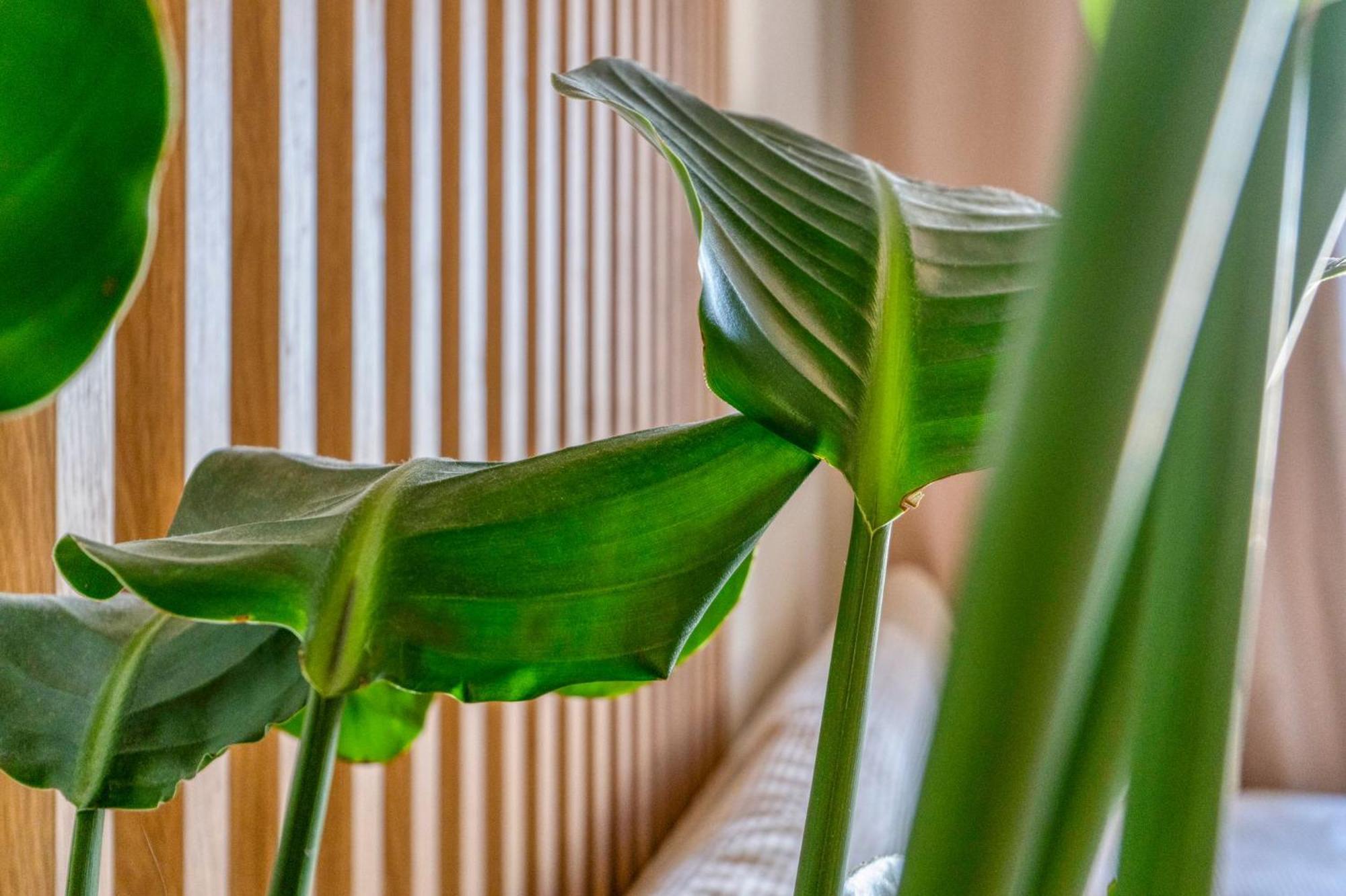Apartment F2 Rue Des Freres Pradignac , Hypercentre 2 Min From Palais Of Festivals