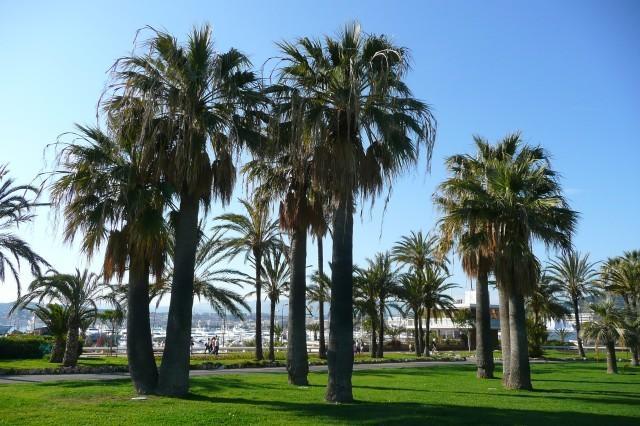Panoramer Cannes