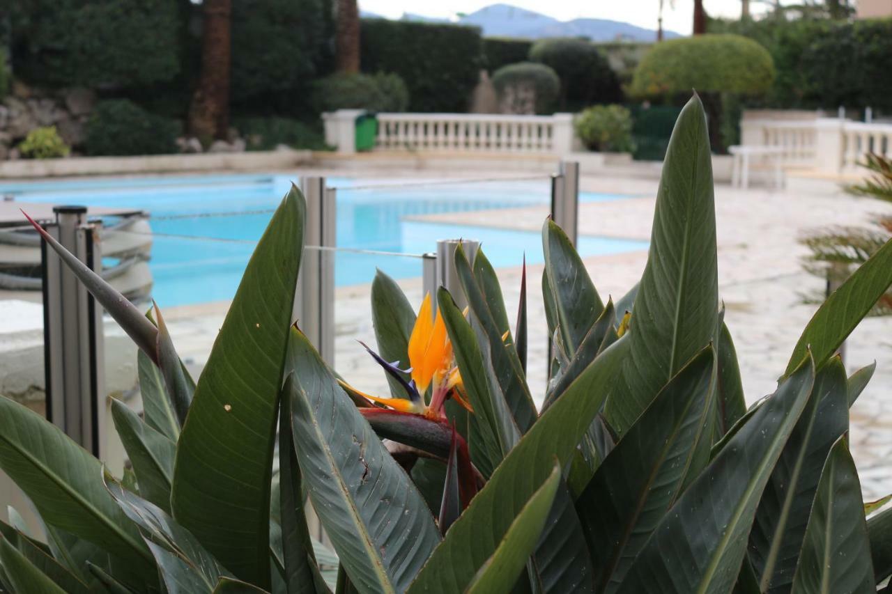 Palm D'azur *