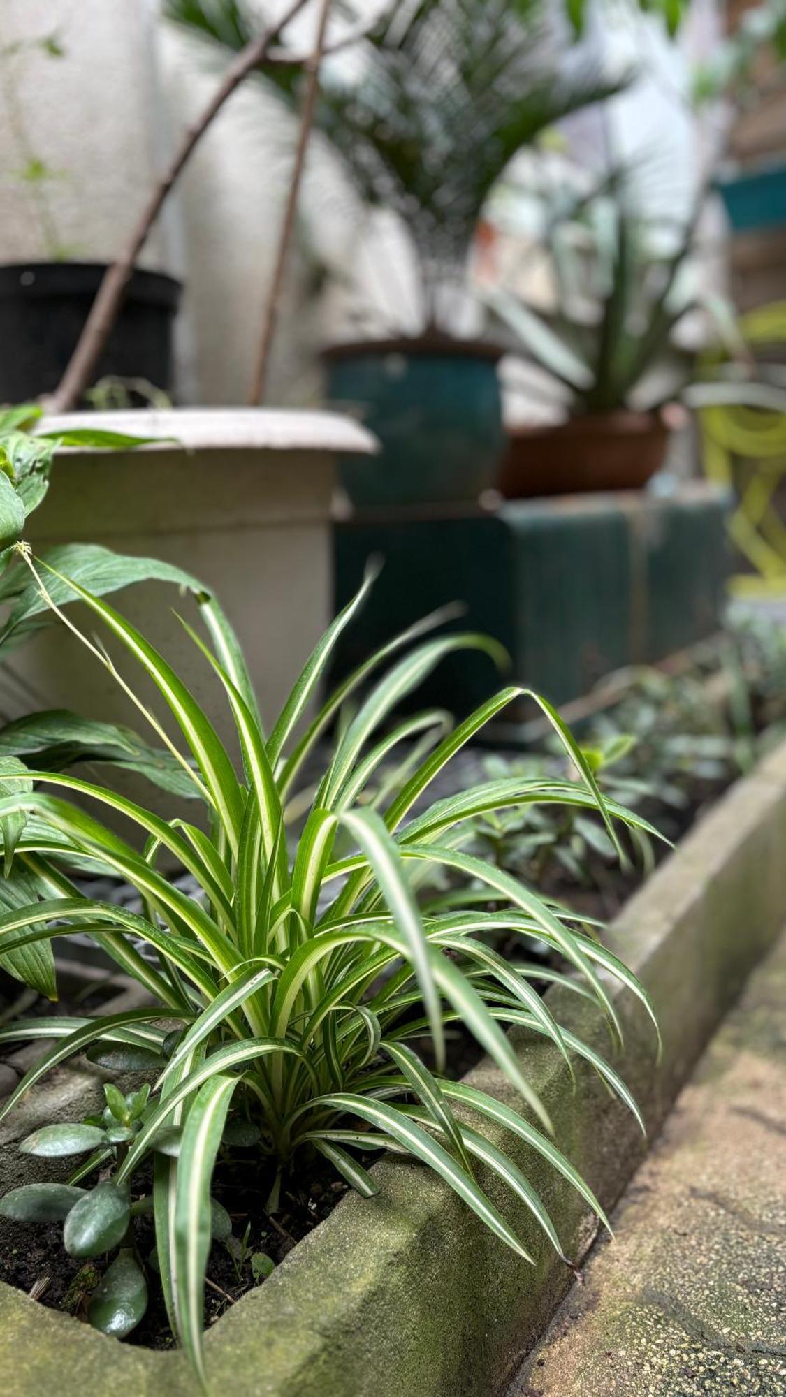Apartment - Proche Croisette Avec Jardin Cannes