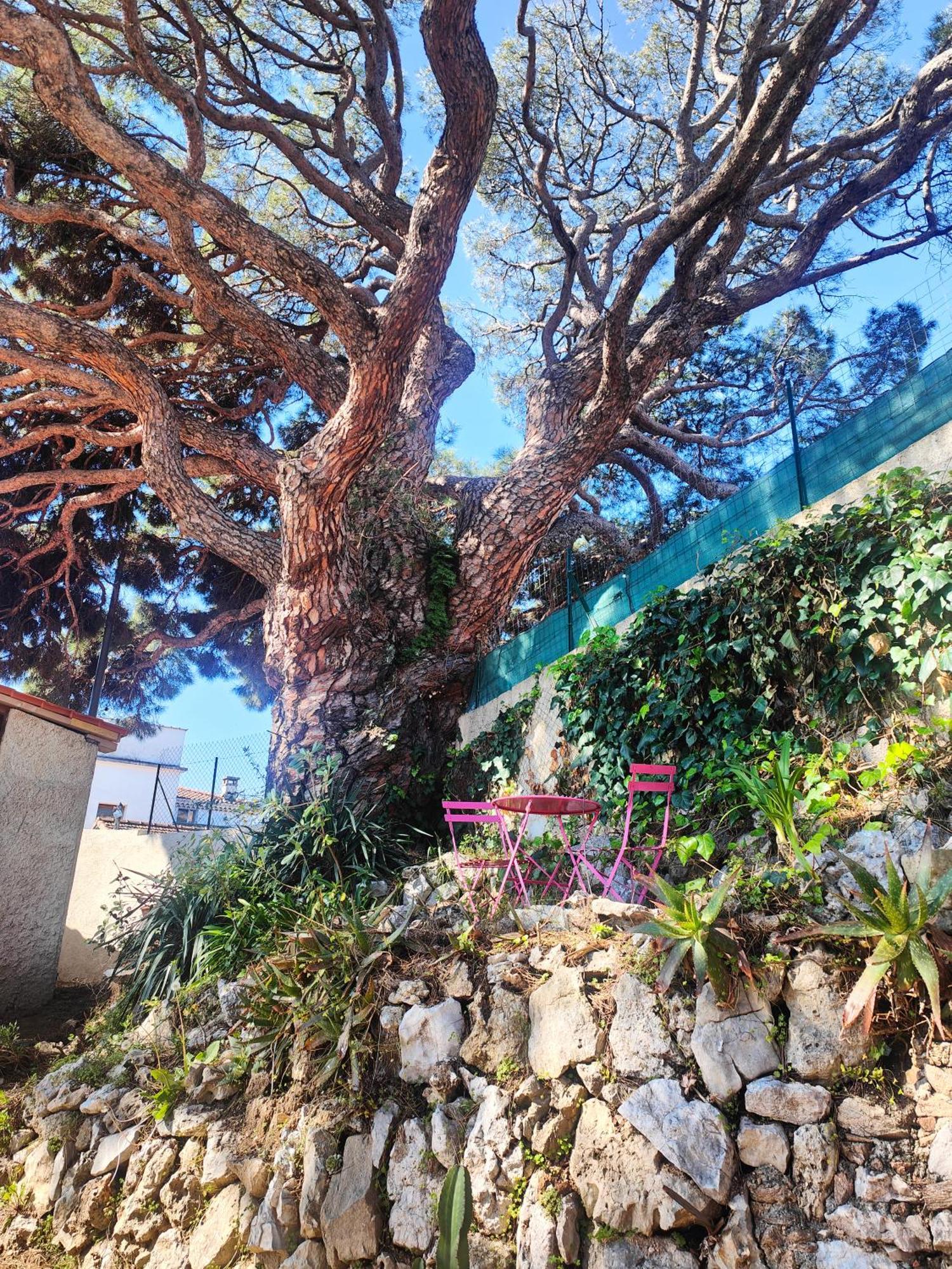 La Mimosette