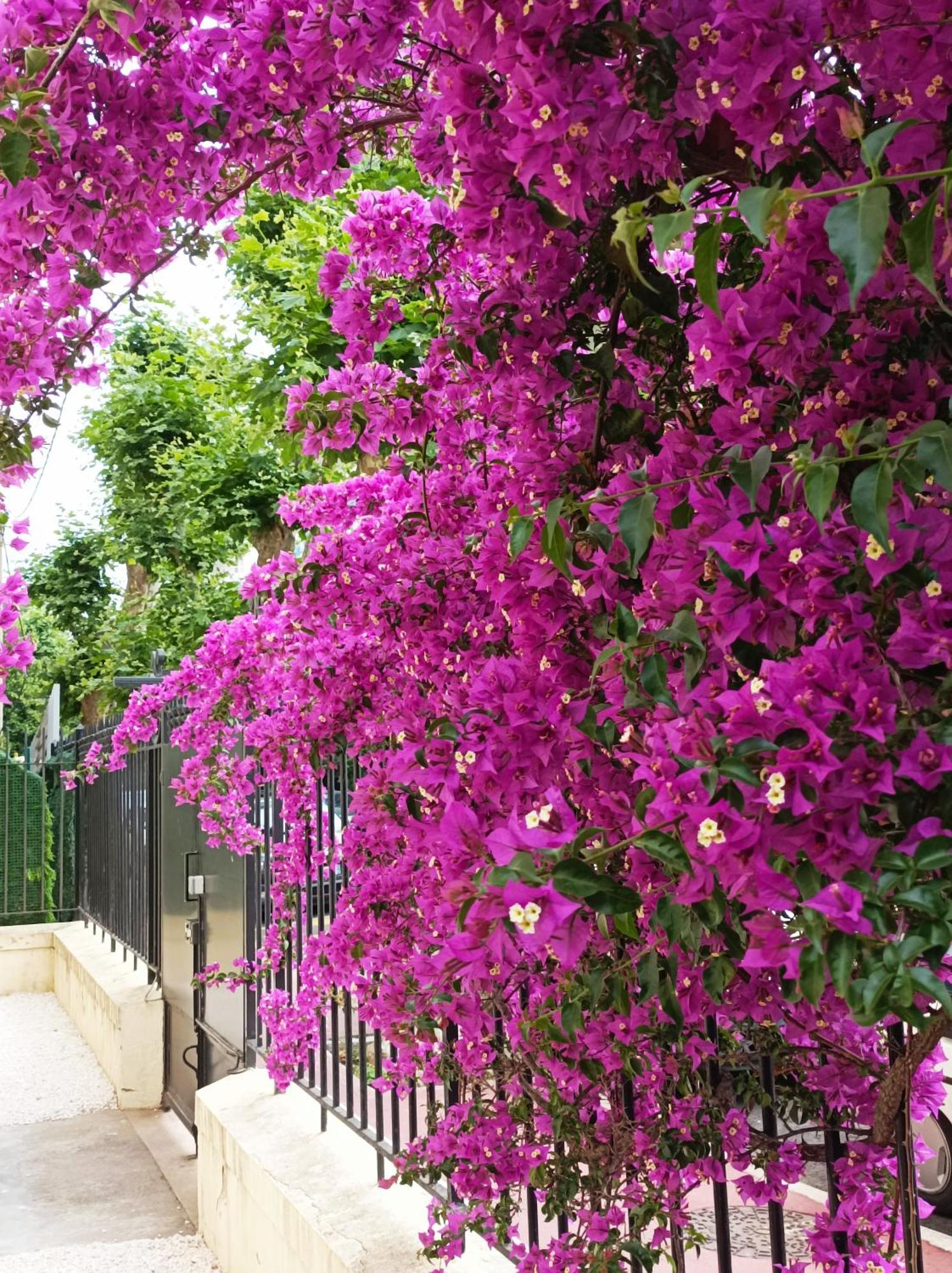 Le Salvator Cannes